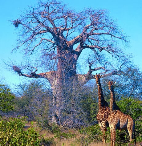 two giraffe under baobab tree